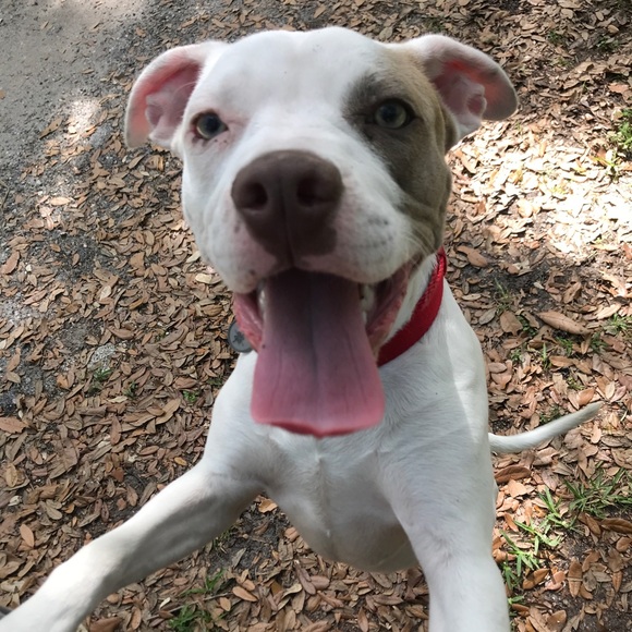 Meet your Posher, Amelia - Picture 1 of 1